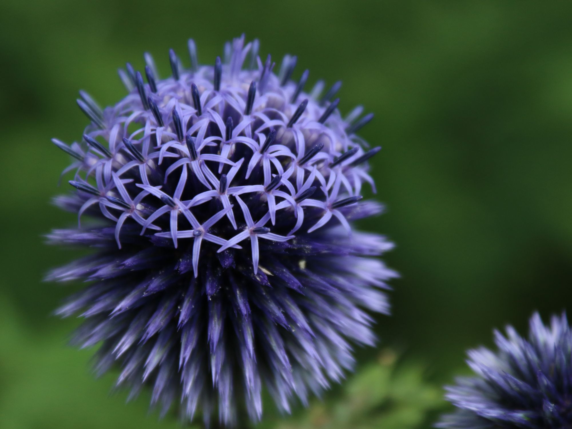 lila Blüte in Nahaufnahme