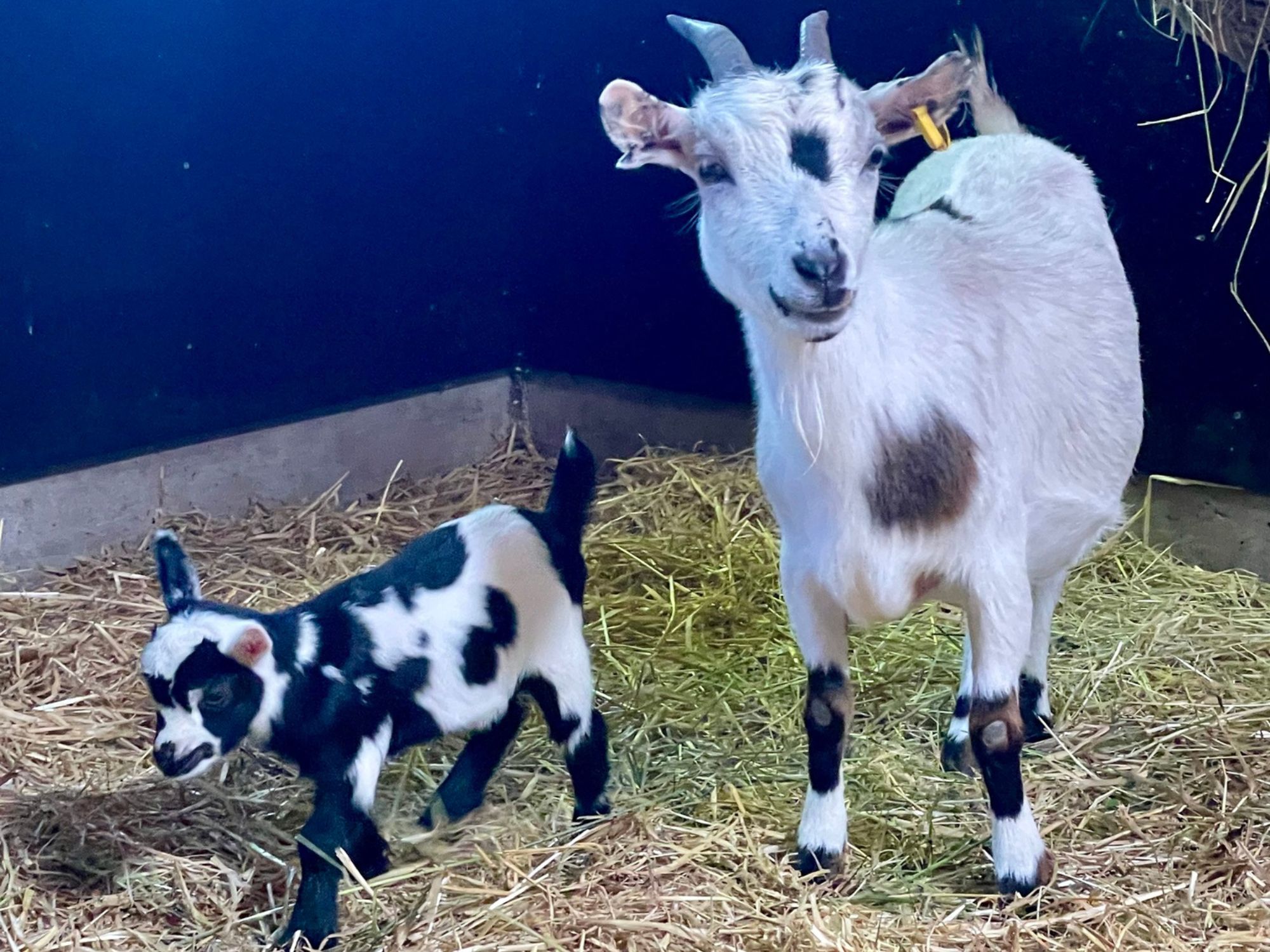 Ziegenbaby mit Mama
