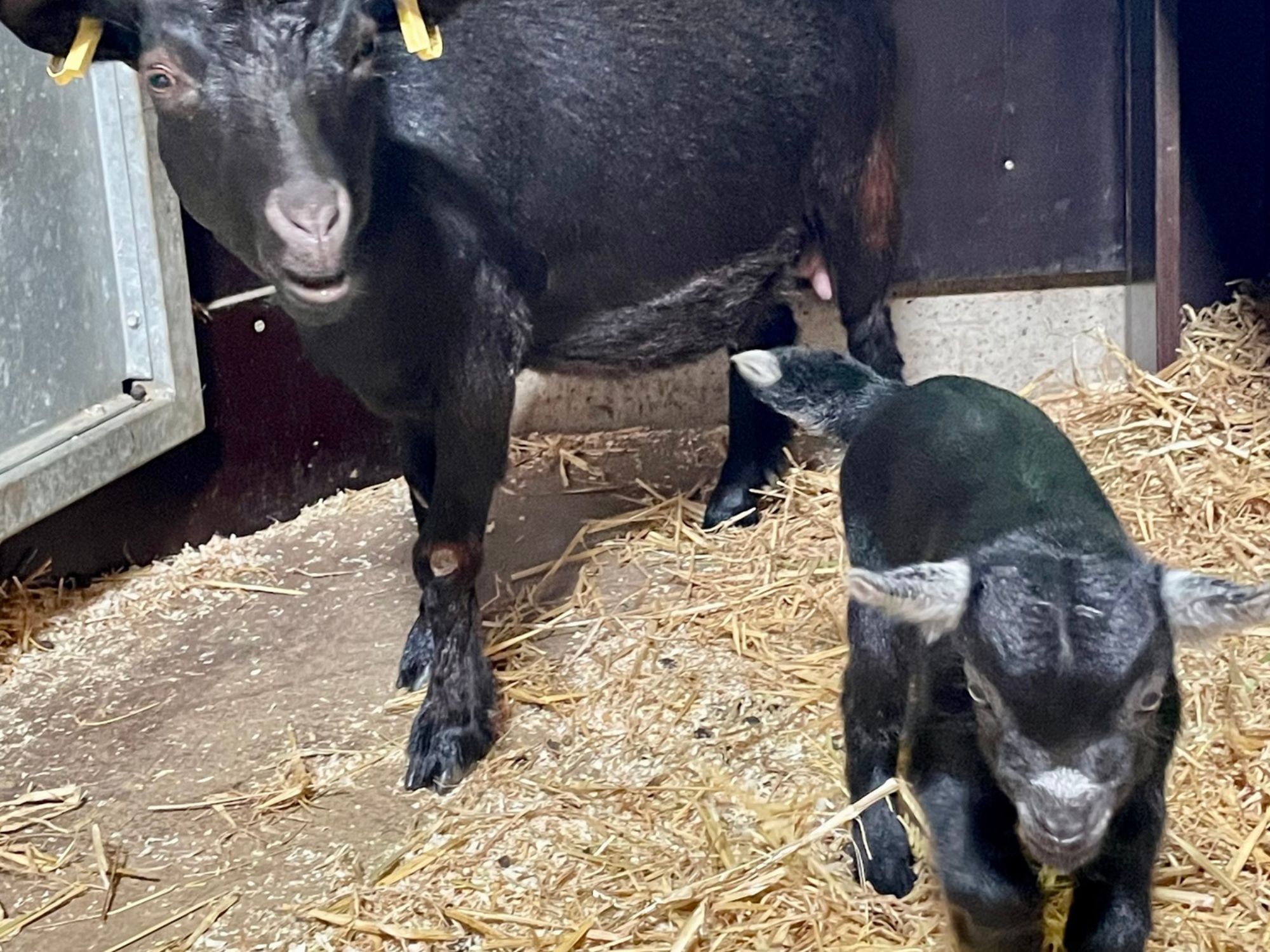 schwarze Ziegen Mama mit schwarzem Baby