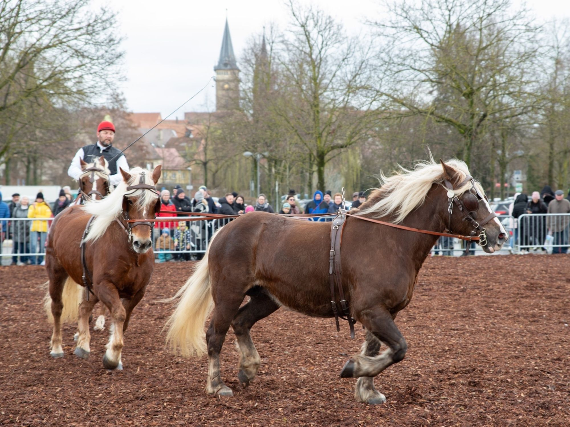 2 Pferde auf der Herrenwiese